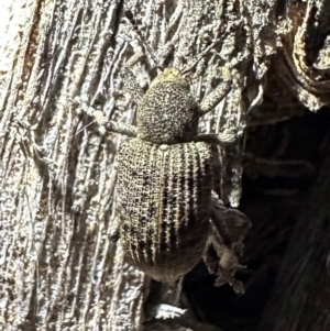 Rhinaria sp. (genus) at Corroboree Park - 15 Dec 2023