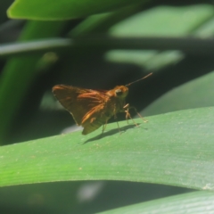 Unidentified Skipper (Hesperiidae) at Sydney, NSW - 11 Jan 2024 by MatthewFrawley