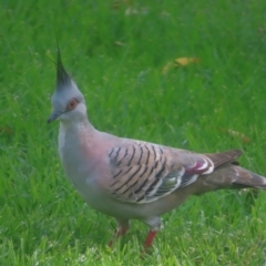 Ocyphaps lophotes (Crested Pigeon) at Sydney, NSW - 11 Jan 2024 by MatthewFrawley