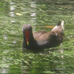 Gallinula tenebrosa at Sydney, NSW - 12 Jan 2024 10:19 AM