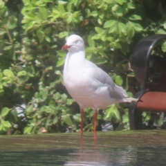 Chroicocephalus novaehollandiae (Silver Gull) at Sydney, NSW - 12 Jan 2024 by MatthewFrawley