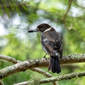 Cracticus torquatus at Wingecarribee Local Government Area - suppressed