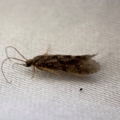 Trichoptera sp. (order) (Unidentified Caddisfly) at Jerrabomberra, NSW - 13 Jan 2024 by SteveBorkowskis