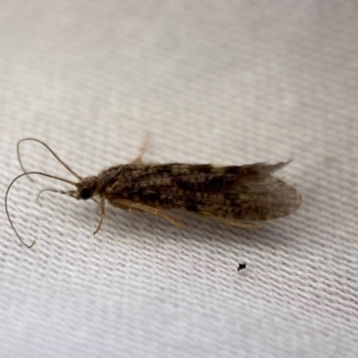 Trichoptera sp. (order) (Unidentified Caddisfly) at Jerrabomberra, NSW - 13 Jan 2024 by SteveBorkowskis