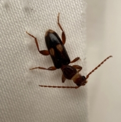 Atesta dorsalis (Longhorn or longicorn beetle) at Jerrabomberra, NSW - 13 Jan 2024 by SteveBorkowskis