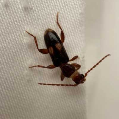 Atesta dorsalis (Longhorn or longicorn beetle) at Jerrabomberra, NSW - 13 Jan 2024 by SteveBorkowskis