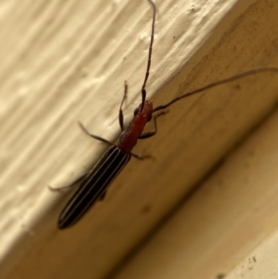 Syllitus rectus (Longhorn beetle) at Jerrabomberra, NSW - 13 Jan 2024 by SteveBorkowskis