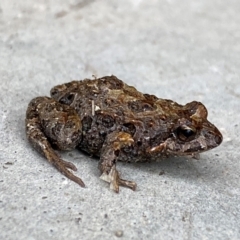 Crinia signifera (Common Eastern Froglet) at Hume, ACT - 14 Jan 2024 by SteveBorkowskis