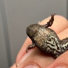 Crinia signifera at Hume, ACT - suppressed