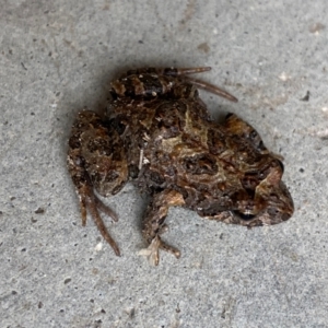 Crinia signifera at Hume, ACT - 14 Jan 2024