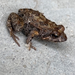 Crinia signifera at Hume, ACT - 14 Jan 2024