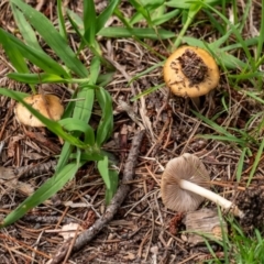 Inocybe sp. at Wingecarribee Local Government Area - 11 Jan 2024 by Aussiegall