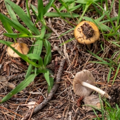 Inocybe sp. at Penrose, NSW - 11 Jan 2024 by Aussiegall