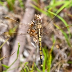 Orthetrum caledonicum (Blue Skimmer) at Penrose - 11 Jan 2024 by Aussiegall
