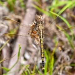 Orthetrum caledonicum (Blue Skimmer) at Penrose, NSW - 11 Jan 2024 by Aussiegall