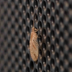 Micromus tasmaniae (Tasmanian Brown Lacewing) at Turner, ACT - 3 Jan 2024 by ConBoekel