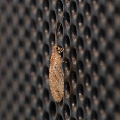 Micromus tasmaniae (Tasmanian Brown Lacewing) at Turner, ACT - 3 Jan 2024 by ConBoekel