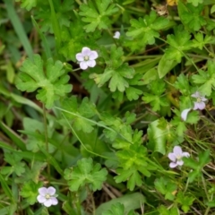 Geranium potentilloides (Soft Crane's-bill) at Wingecarribee Local Government Area - 11 Jan 2024 by Aussiegall