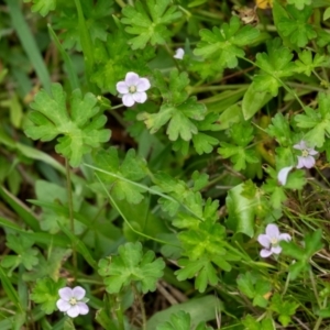 Geranium potentilloides at Wingecarribee Local Government Area - 11 Jan 2024