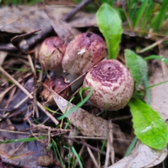 Agaricus sp. (Agaricus) at Captains Flat, NSW - 14 Jan 2024 by Csteele4