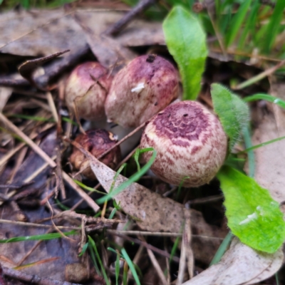 Agaricus sp. (Agaricus) at Captains Flat, NSW - 14 Jan 2024 by Csteele4