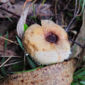 Agaricus sp. at QPRC LGA - suppressed