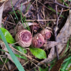 Agaricus sp. at QPRC LGA - 14 Jan 2024