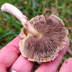 Agaricus sp. at QPRC LGA - 14 Jan 2024