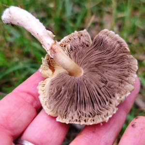 Agaricus sp. at QPRC LGA - suppressed