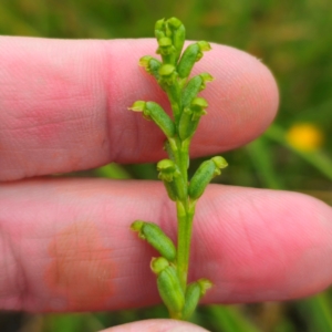 Microtis parviflora at QPRC LGA - suppressed