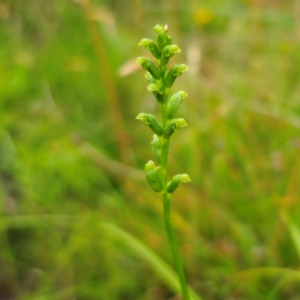 Microtis parviflora at QPRC LGA - suppressed