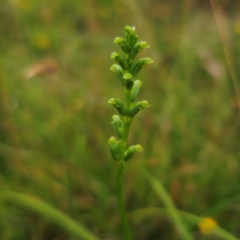 Microtis parviflora at QPRC LGA - suppressed