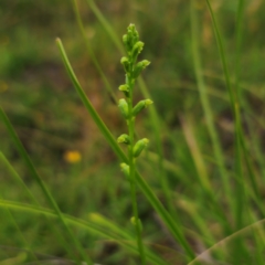 Microtis parviflora at QPRC LGA - suppressed