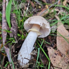 Amanita sp. (Amanita sp.) at Captains Flat, NSW - 14 Jan 2024 by Csteele4