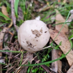 Amanita sp. at QPRC LGA - 14 Jan 2024