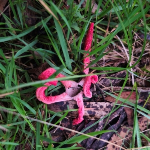 Clathrus archeri at QPRC LGA - 14 Jan 2024