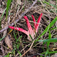 Clathrus archeri at QPRC LGA - 14 Jan 2024