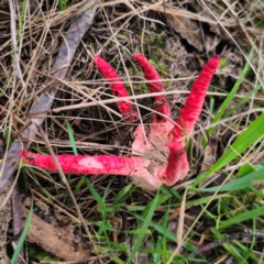 Clathrus archeri at QPRC LGA - 14 Jan 2024