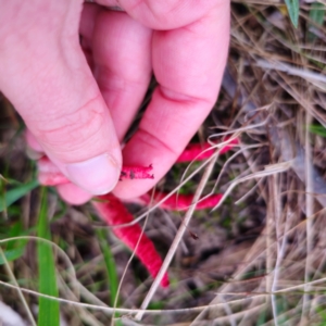 Clathrus archeri at QPRC LGA - 14 Jan 2024