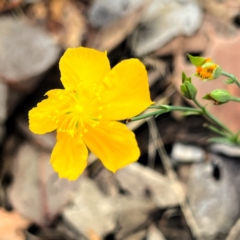 Hypericum gramineum (Small St Johns Wort) at Cantor Crescent Woodland, Higgins - 14 Jan 2024 by Untidy