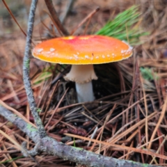Amanita muscaria (Fly Agaric) at Captains Flat, NSW - 14 Jan 2024 by Csteele4