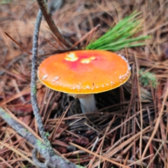 Amanita muscaria at QPRC LGA - 14 Jan 2024 06:45 PM