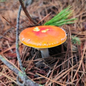 Amanita muscaria at QPRC LGA - 14 Jan 2024 06:45 PM