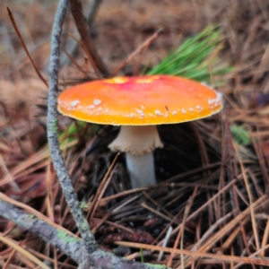 Amanita muscaria at QPRC LGA - 14 Jan 2024 06:45 PM