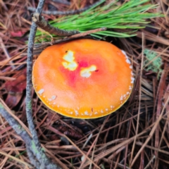 Amanita muscaria at QPRC LGA - 14 Jan 2024 06:45 PM