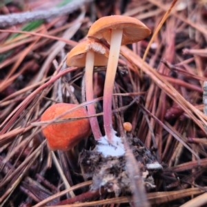 Marasmius elegans at QPRC LGA - 14 Jan 2024