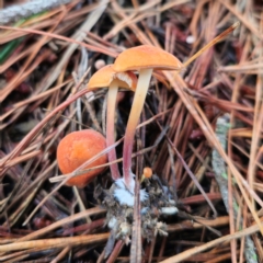 Marasmius elegans at QPRC LGA - 14 Jan 2024