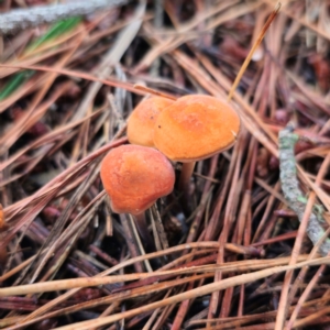 Marasmius elegans at QPRC LGA - 14 Jan 2024