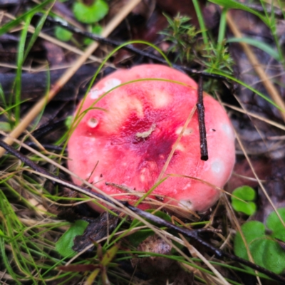 Russula sp. (genus) (Russula) at Tallaganda State Forest - 14 Jan 2024 by Csteele4