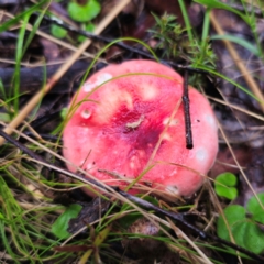Russula sp. (Russula) at Tallaganda State Forest - 14 Jan 2024 by Csteele4